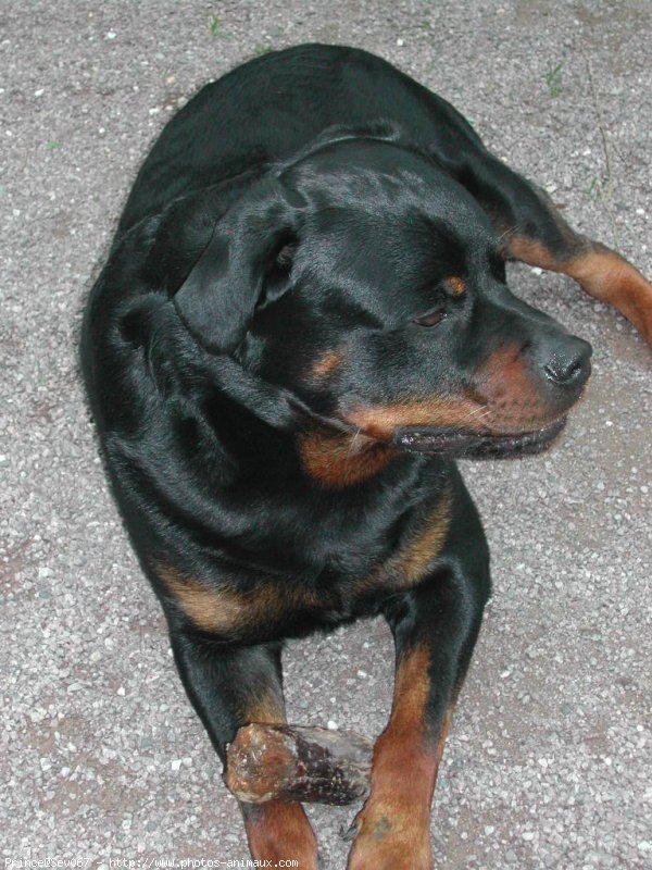 Photo de Rottweiler