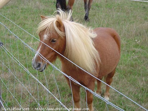 Photo de Shetland