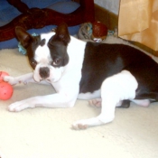 Photo de Boston terrier