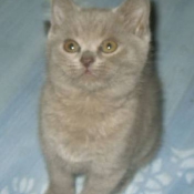 Photo de British shorthair