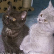 Photo de British shorthair