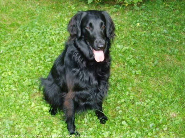 Photo de Retriever  poil plat