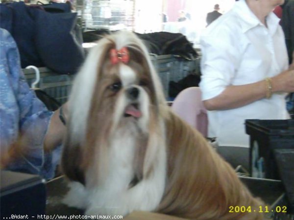 Photo de Shih tzu