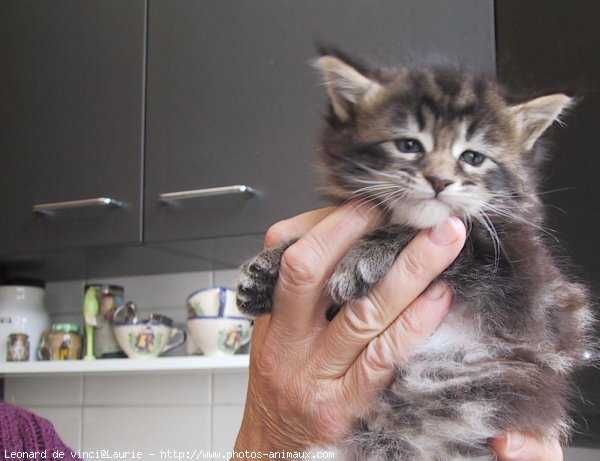 Photo de Maine coon