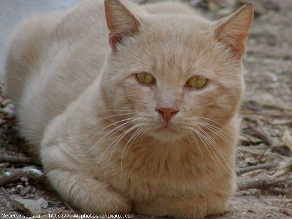 Photo de Chat domestique