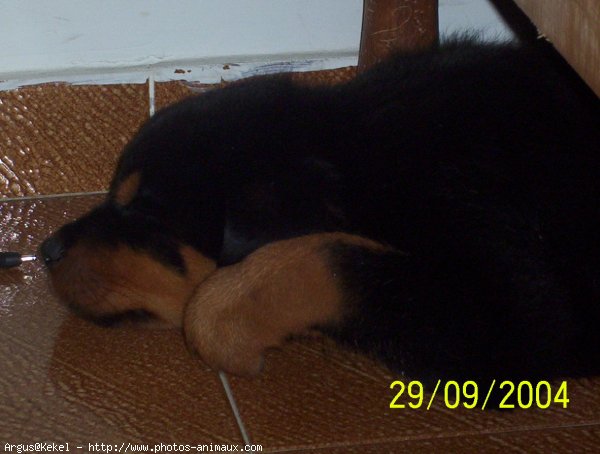 Photo de Rottweiler