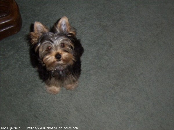 Photo de Yorkshire terrier