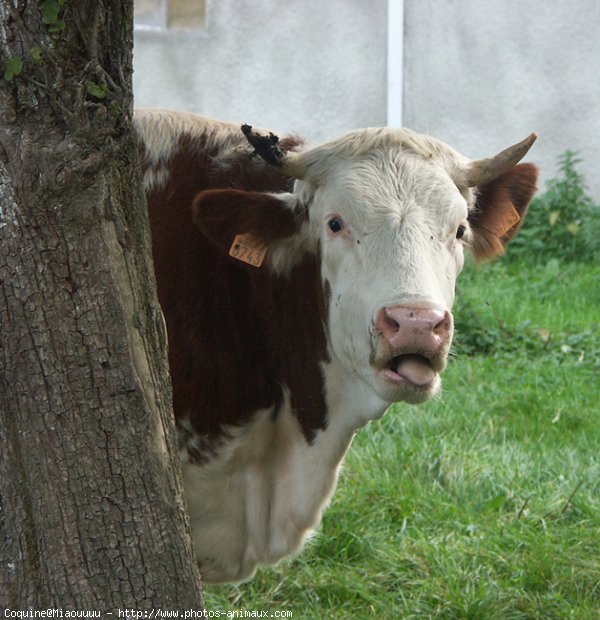 Photo de Vache