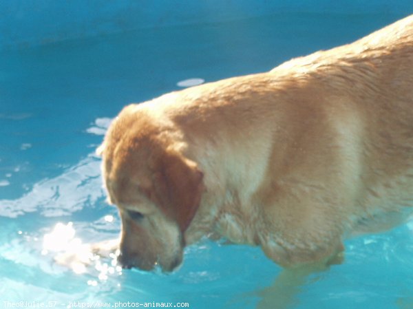 Photo de Labrador retriever