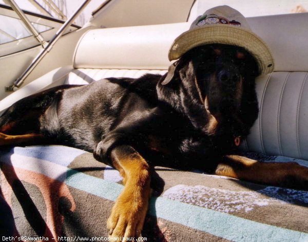 Photo de Rottweiler