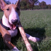 Photo de Bull terrier miniature