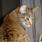 Photo d'Ocicat