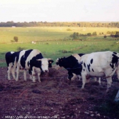 Photo de Vache