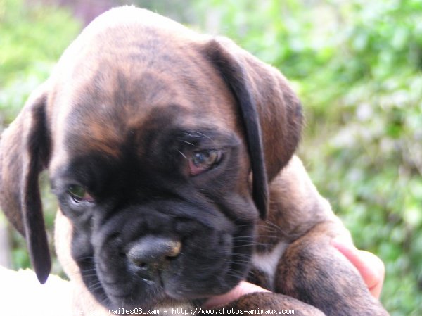 Photo de Boxer