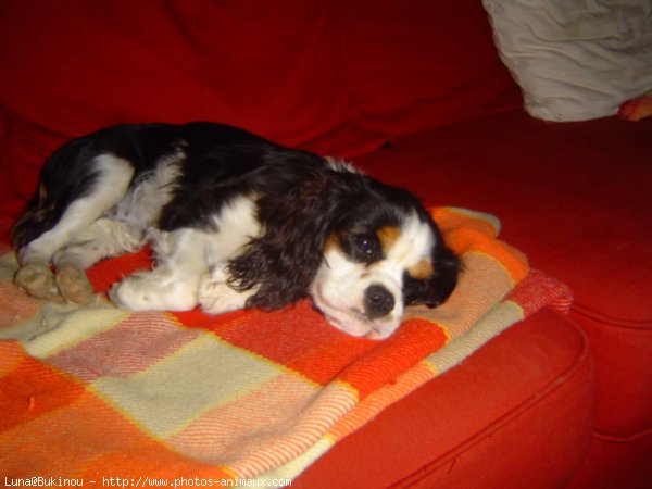 Photo de Cavalier king charles spaniel