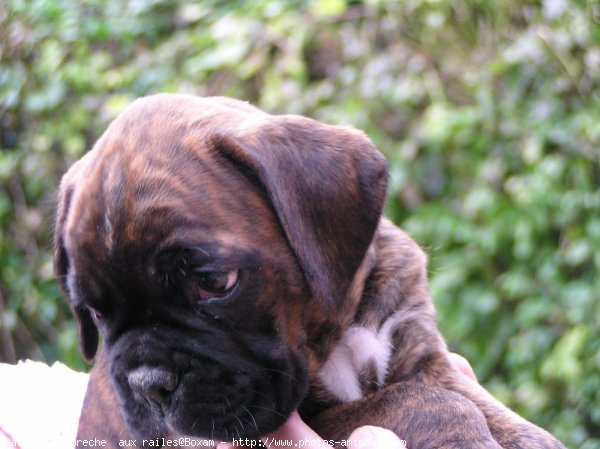 Photo de Boxer