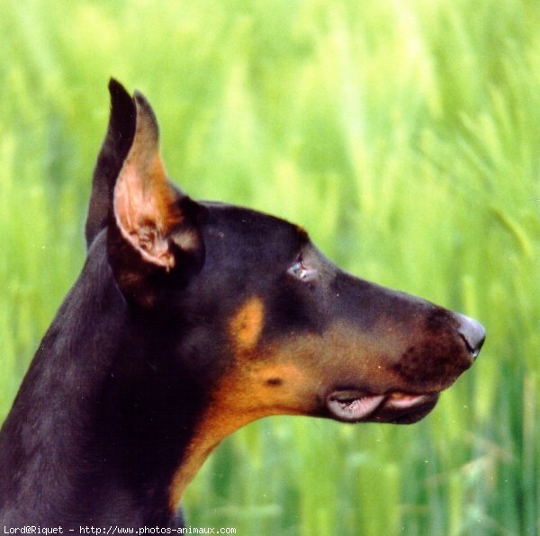 Photo de Dobermann