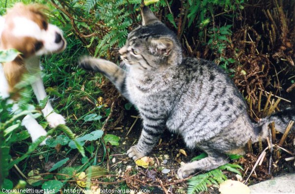 Photo de Chat domestique