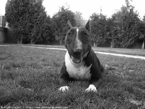 Photo de Bull terrier miniature