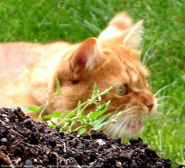 Photo de Chat domestique