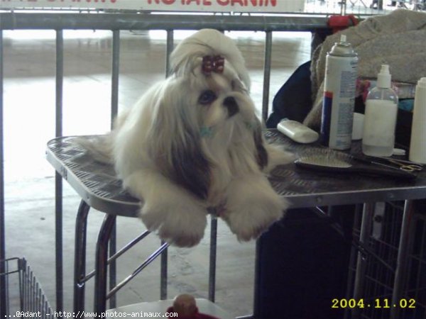 Photo de Shih tzu