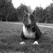 Photo de Bull terrier miniature