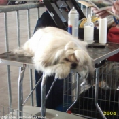 Photo de Shih tzu