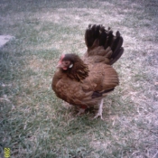 Photo de Poule