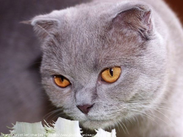 Photo de Scottish fold