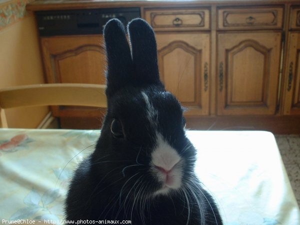 Photo de Lapin