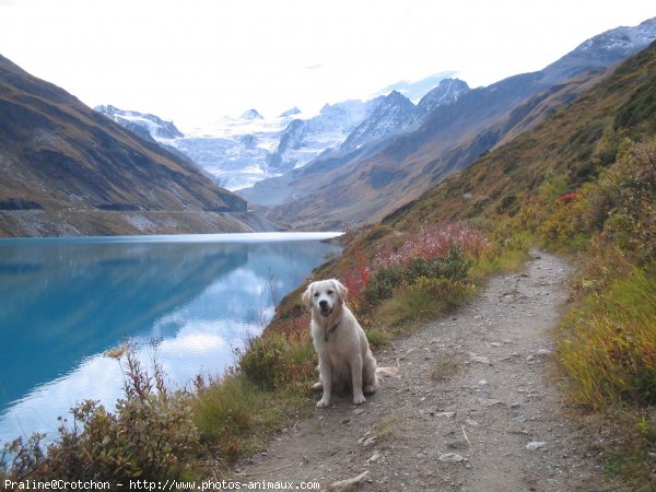 Photo de Golden retriever