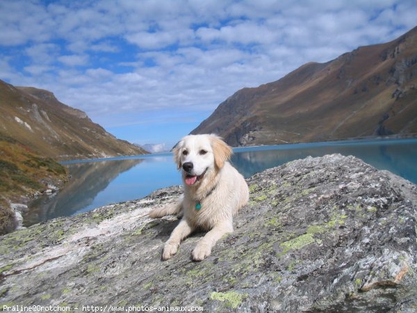 Photo de Golden retriever