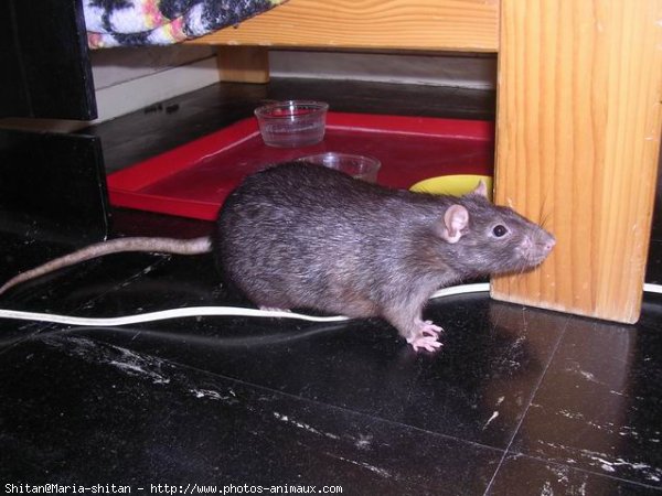 Photo de Rat