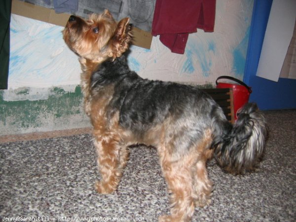 Photo de Yorkshire terrier