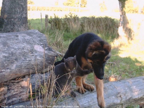 Photo de Berger allemand  poil court