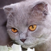 Photo de Scottish fold