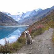 Photo de Golden retriever