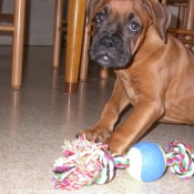 Photo de Boxer