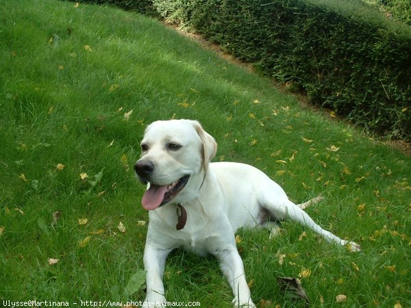 Photo de Labrador retriever