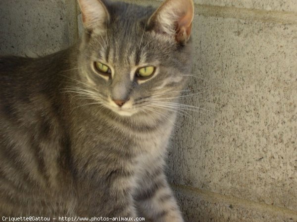 Photo de Chat domestique