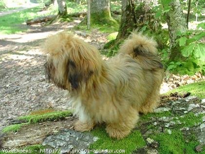 Photo de Lhassa apso