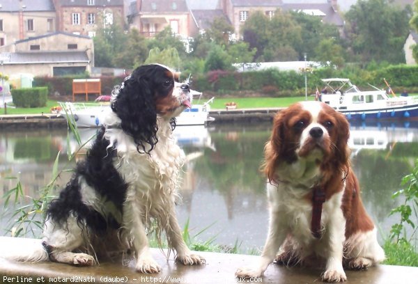 Photo de Cavalier king charles spaniel