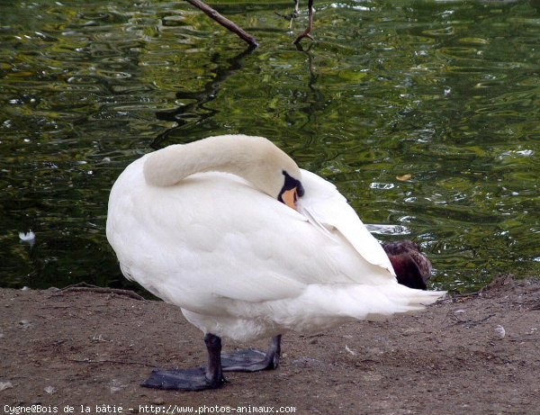 Photo de Cygne