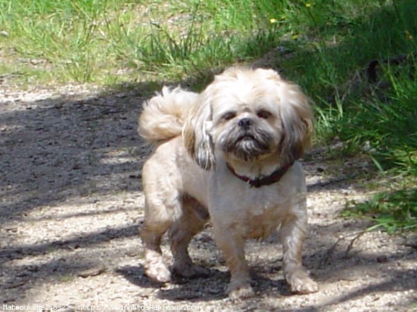 Photo de Lhassa apso