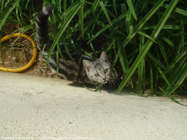 Photo de Chat domestique