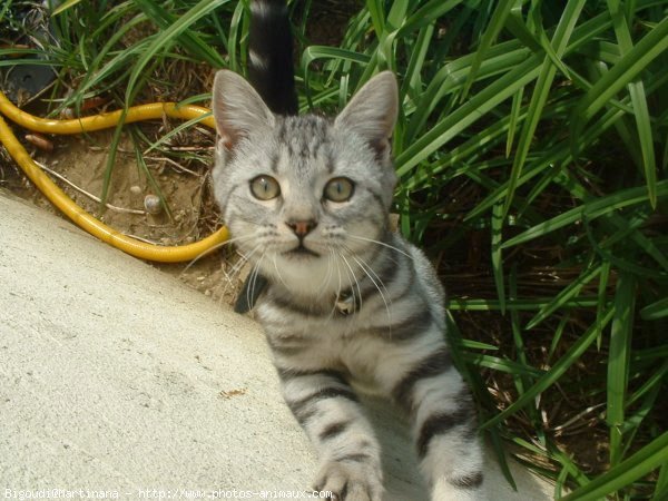 Photo de Chat domestique