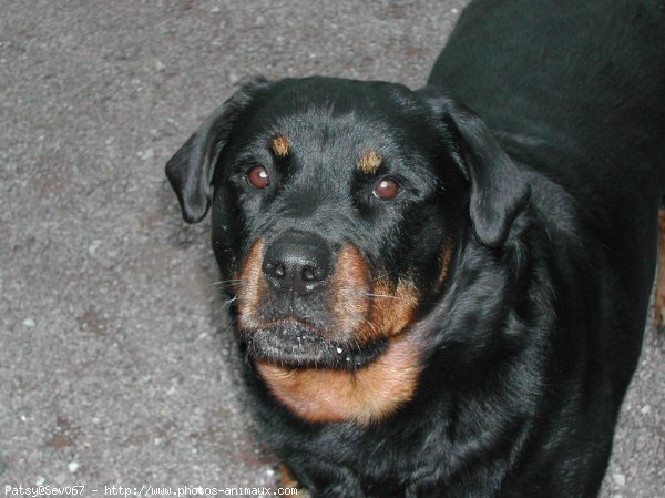 Photo de Rottweiler