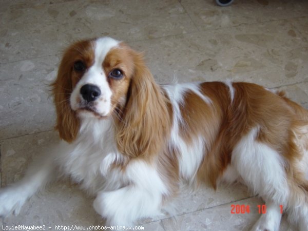 Photo de Cavalier king charles spaniel