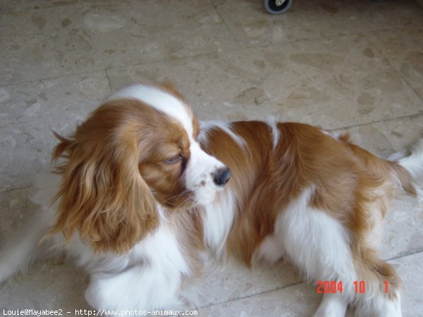 Photo de Cavalier king charles spaniel