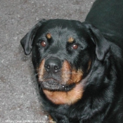 Photo de Rottweiler